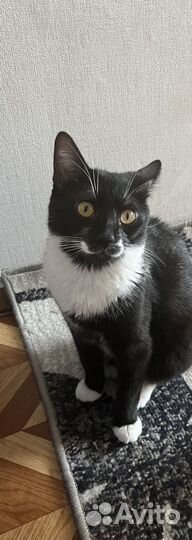 Котики бесплатно в добрые руки
