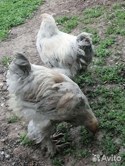 Цыпленок брама