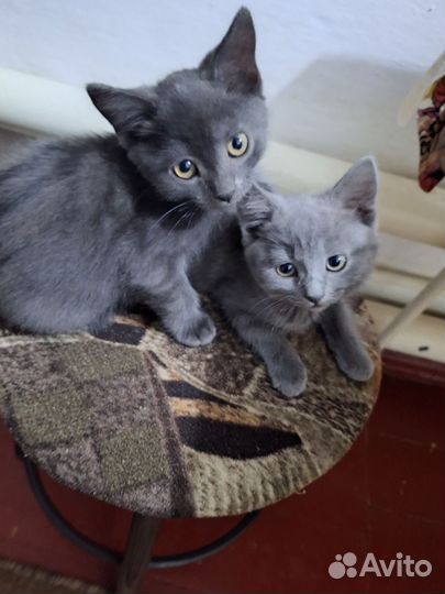 Котята в добрые руки бесплатно