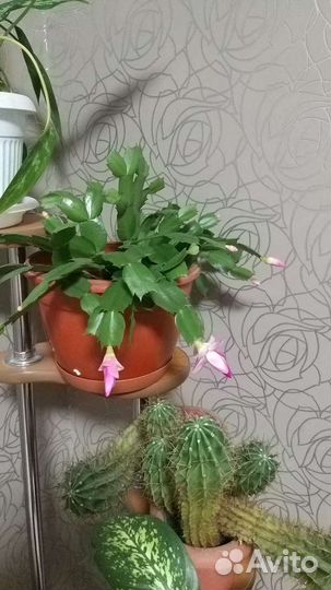 Цветок декабрист