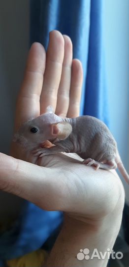 Лысая крыса сфинкс с клеткой и всем ост