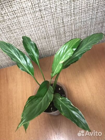 Спатифиллум Дели Индонезия