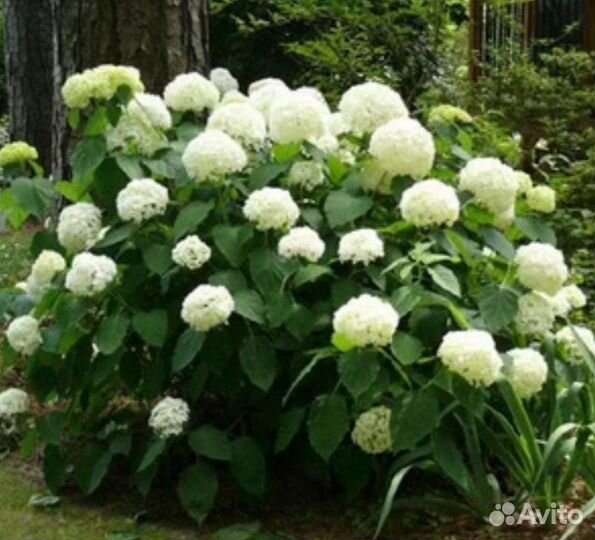Гортензия