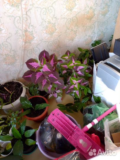 Комнатные цветы,в связи с переездом