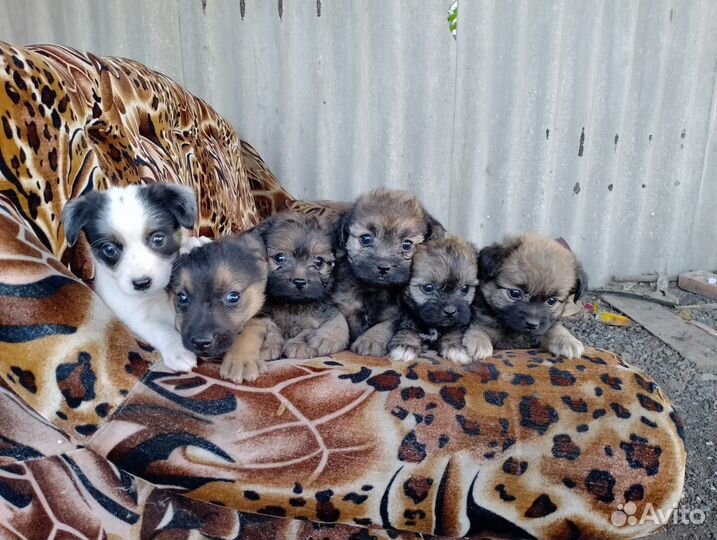 Отдам щенков в добрые руки