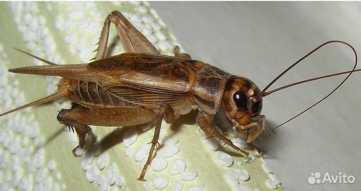 Сверчок замороженный таракан живой