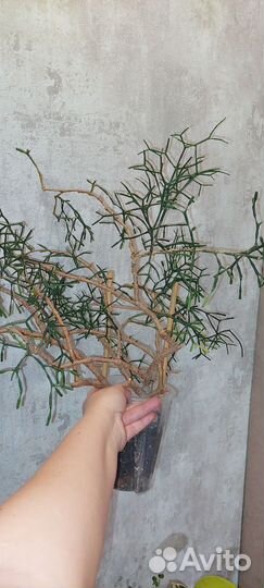 Хатиора (танцующий скелетик)