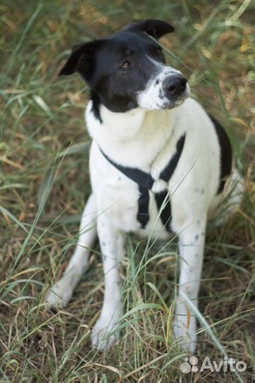 Что еще для счастья надо