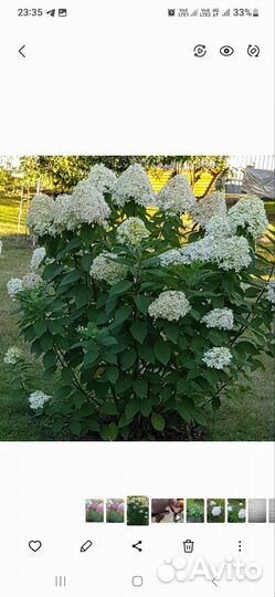 Самарская Лидия и многолетники для дачи