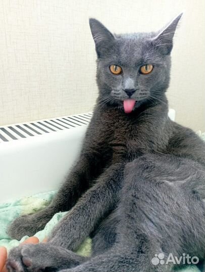 Игривый котик ищет семью