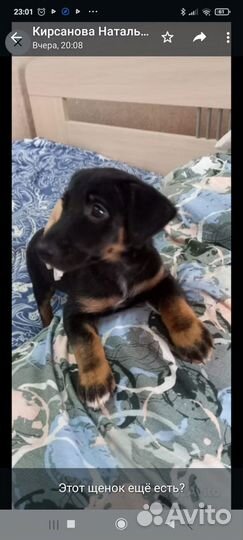 Щенки коротколапики