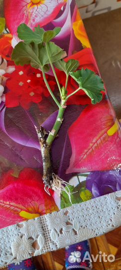 Пеларгония герань,толстянка
