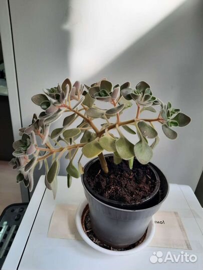 Аихризон дерево любви