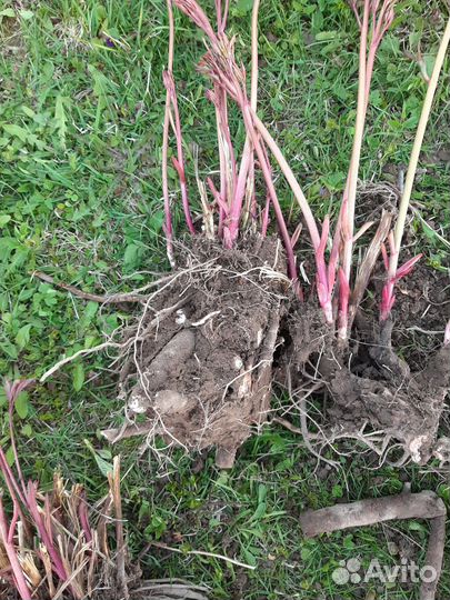 Пион красный