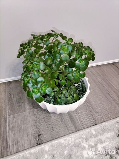 Аихризон (дерево любви)