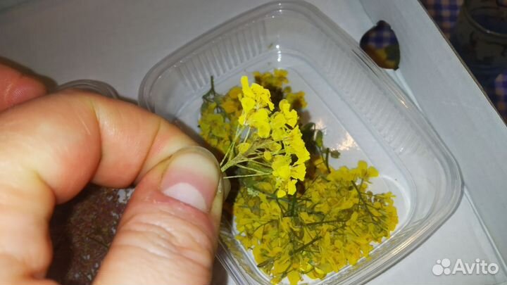 Цветы. Сухоцветы для творчества