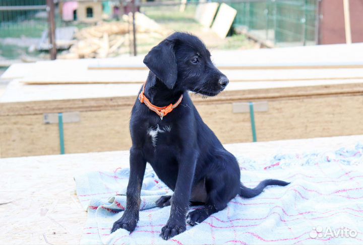 Тесла в дар