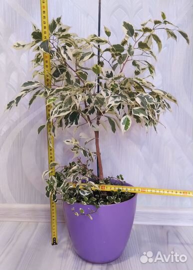 Фикусы сортовые большие