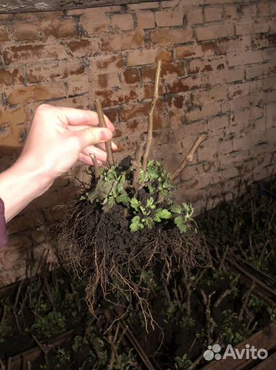 Саженцы хризантем