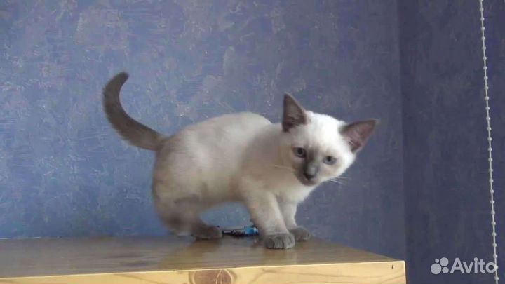 Тайский котёнок