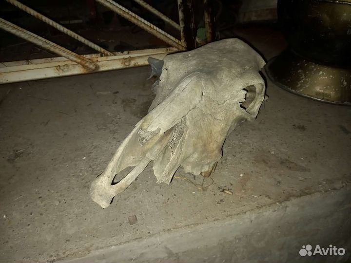 Череп коровы