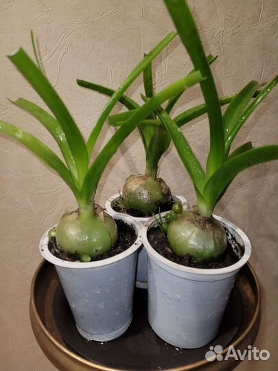 Лук индийский(лечебный)