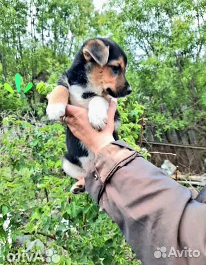 Замечательный щенок Джесси