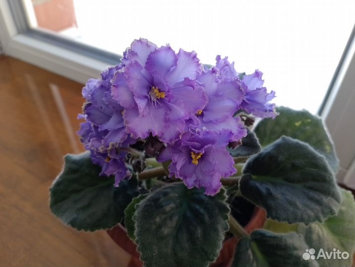 Фиалка Blue Dragon в подарок