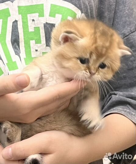 Британские котята,золотая шиншилла