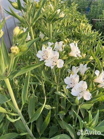 Альстромерия розница и опт цветы