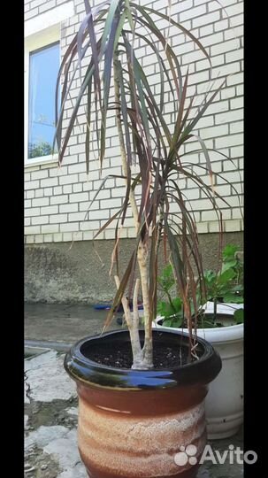 Горшок для цветов