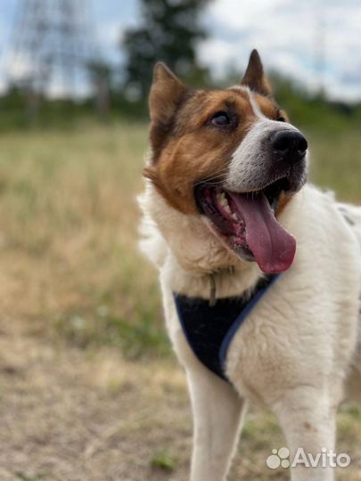 Необычайно красивая с характером