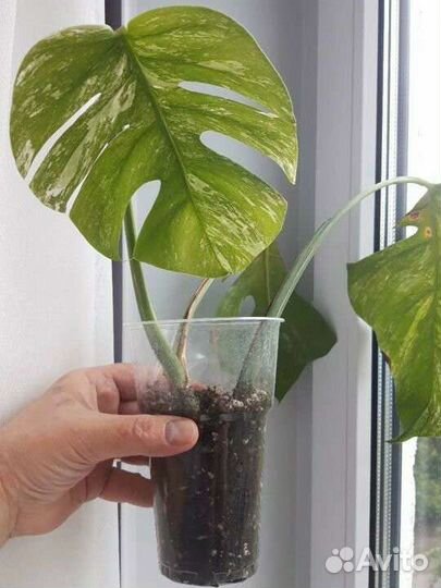 Комнатные растения обмен