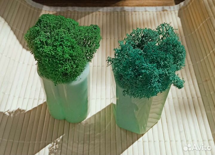 Стабилизированный мох разных цветов в наличии