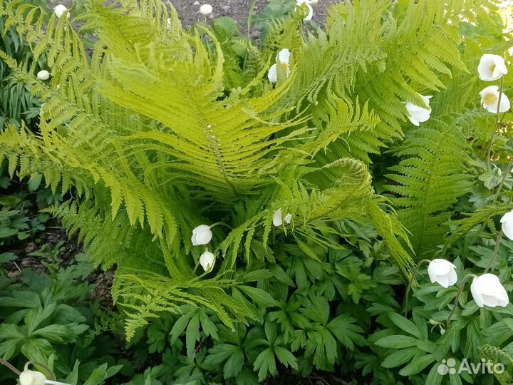 Папоротник