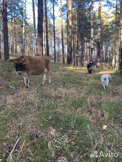 Навоз в мешках, перегной коровий