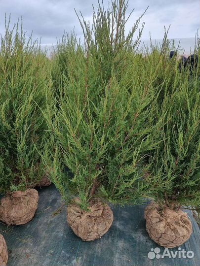 Можжевельник Блю Эроу