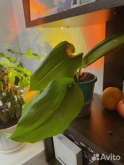 Эухарис амазонская лилия