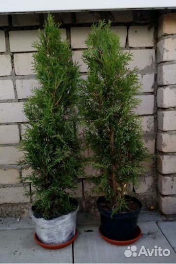 Туи западные смарагд. 4-х летки