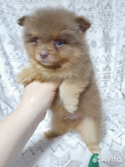 Девочка шпица