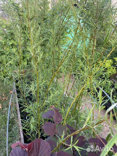 Ива Шверина Улучшеная