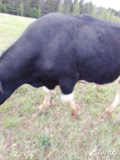 Быки живым весом.можно на племя