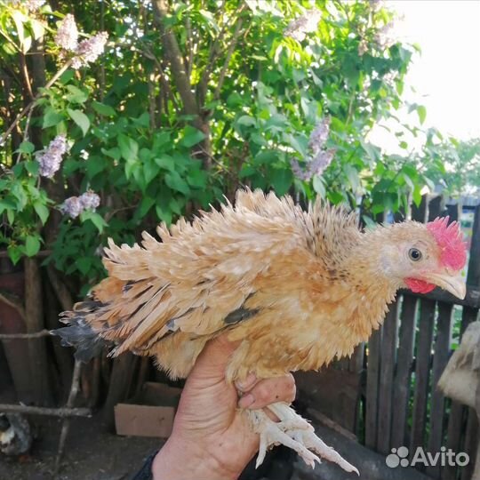 Шершетки, Цыплята, инкубационное яйцо