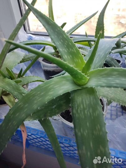 Алоэ вера большой