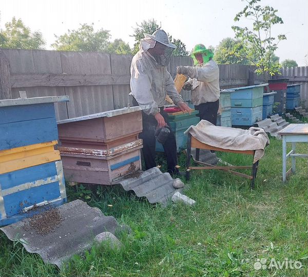 Продам пчёл вместе с домиком карника