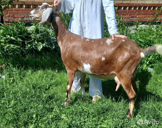 Нубо камори