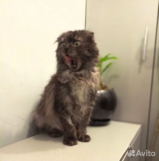 Кошка в добрые руки