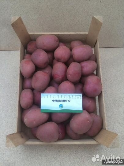 Семенной картофель Фламинго