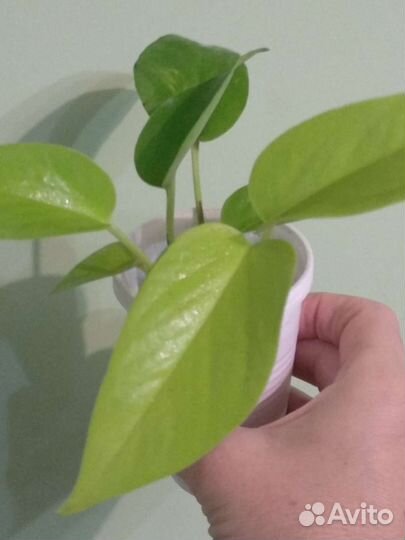 Эпипремнум/сциндапсус неон/голден потос
