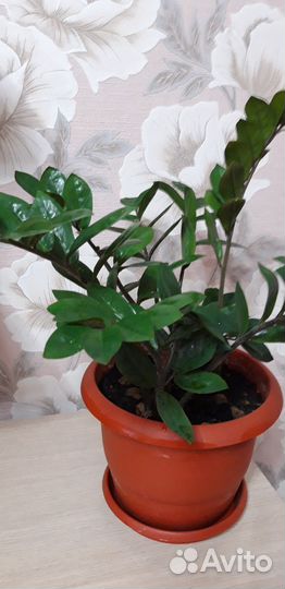 Замиокулькас